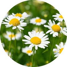 Moychechak ekstrakti tarkibi